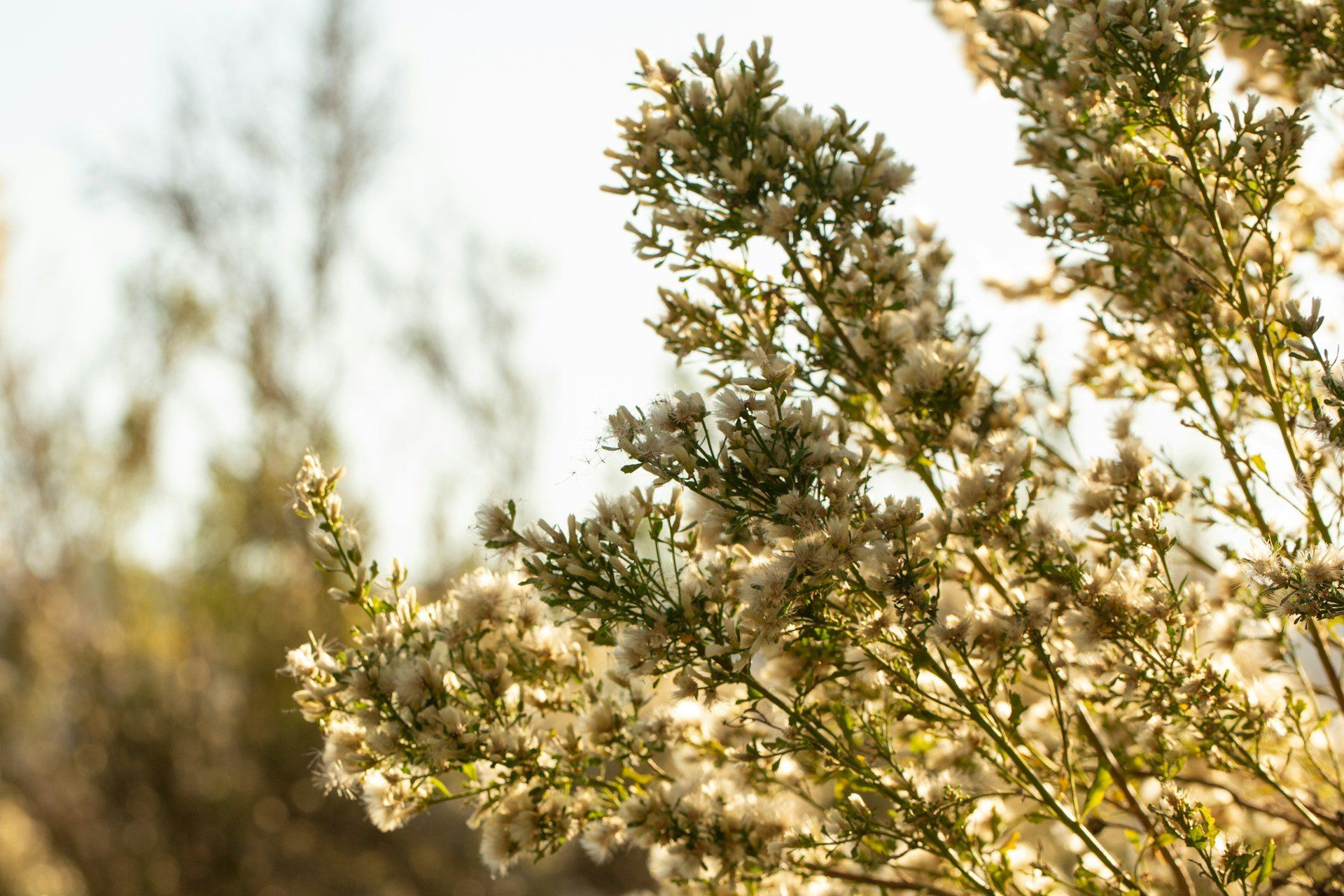 Green tree beside the Aliso Creek Trail in Aliso Viejo, California